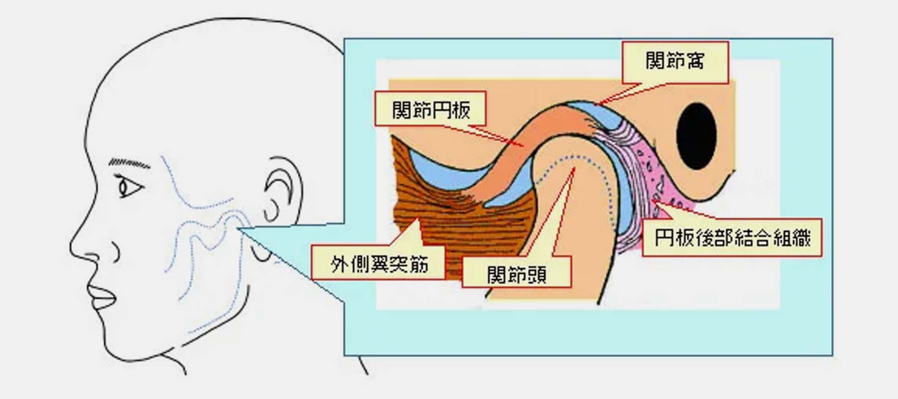 顎関節の構造