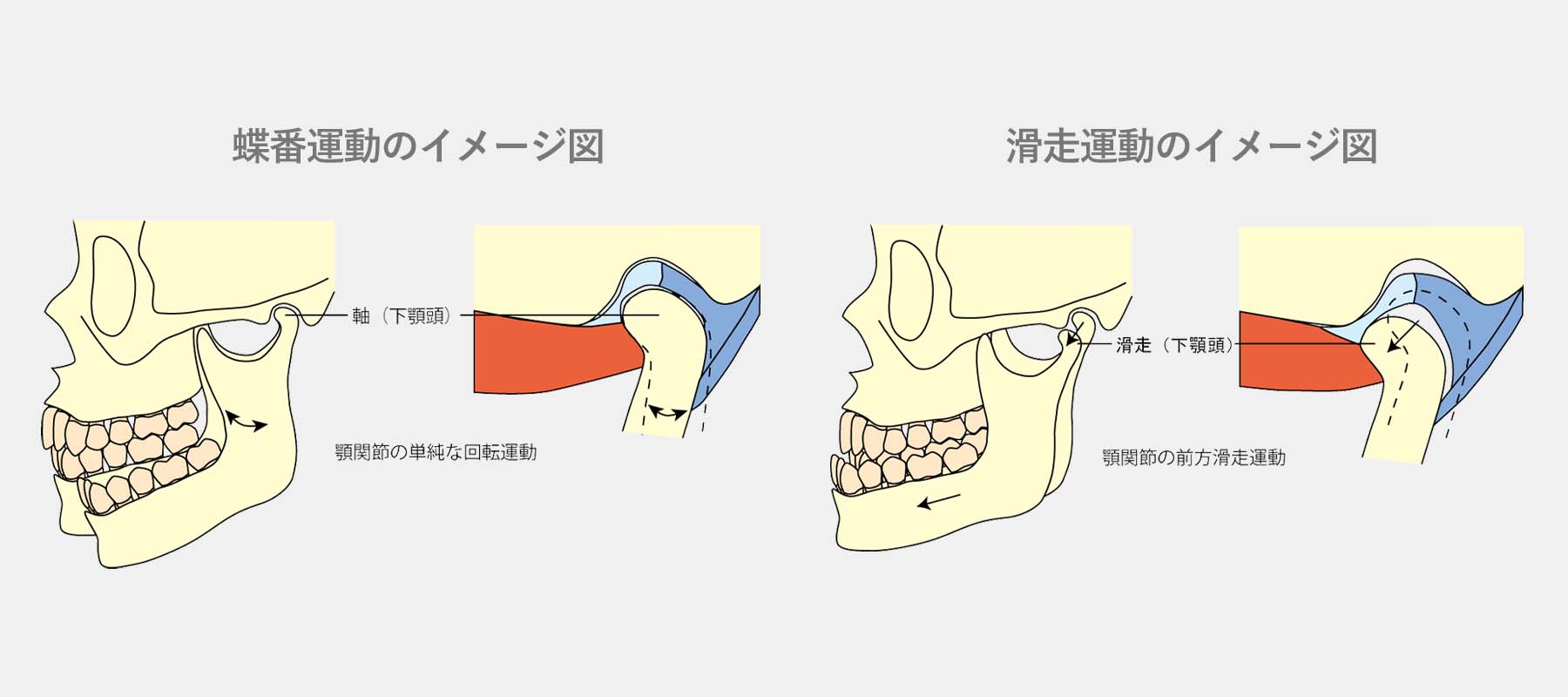 顎関節の構造